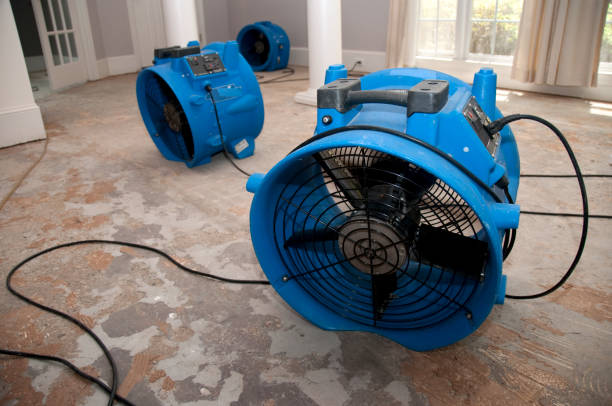 Best Mold removal after water damage  in Pine, AZ